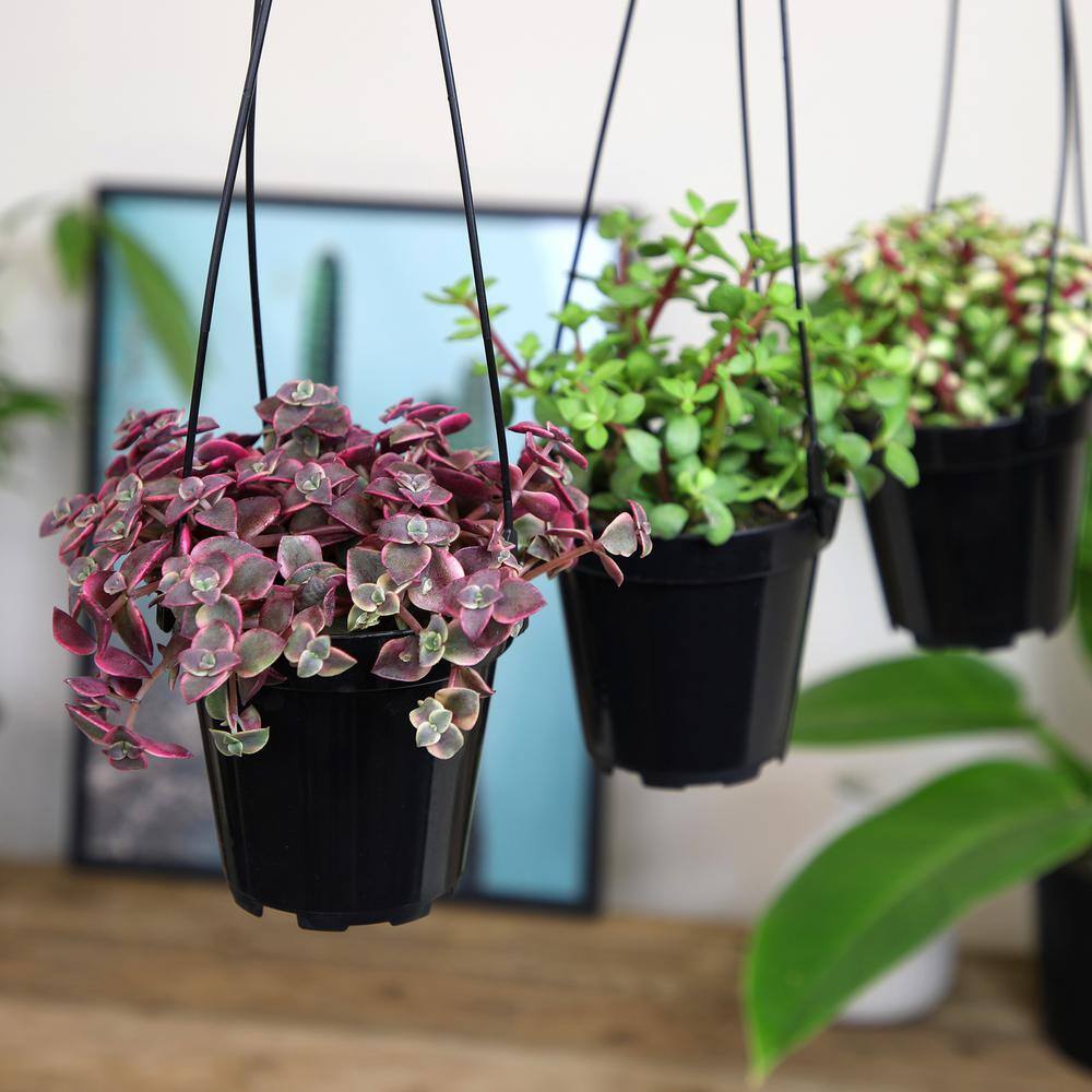 Assorted Hanging Succulent Plants in Black 3.5 Inch Pots