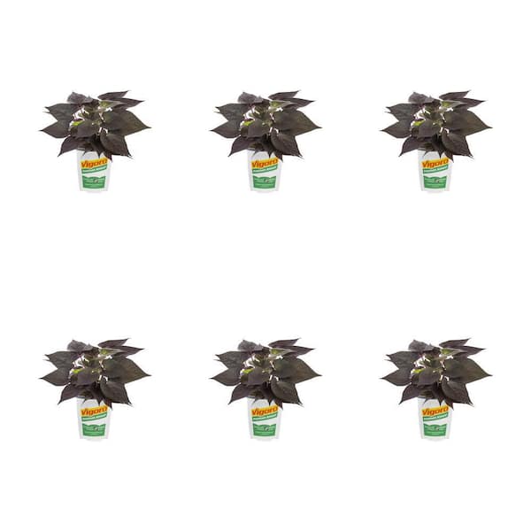 Vigoro 1.71 PT. Vigoro Accent Impomeoa Sweet Potato Vine Black Perennial Plant in Grower Pot