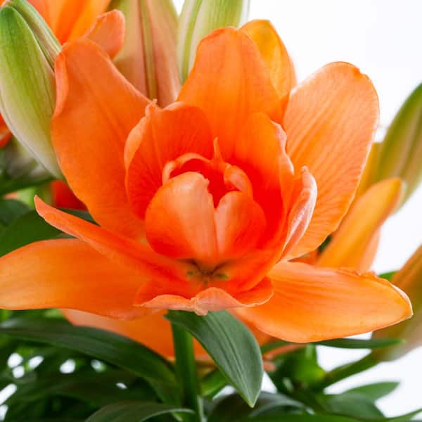 Vigoro 2 QT Lily 'Tiny Double Dutch' Orange Perennial Plant