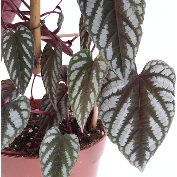 Rex Begonia Vine-2 Live Starter Plants in 2 Inch Pots-Cissus Discolor-Beautiful Indoor Houseplant-Air Purifying