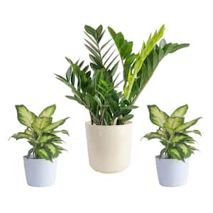 10 in. ZZ Plant and (2) 6 in. Dieffenbachia Plant in White Decor Planter, (3 Pack)