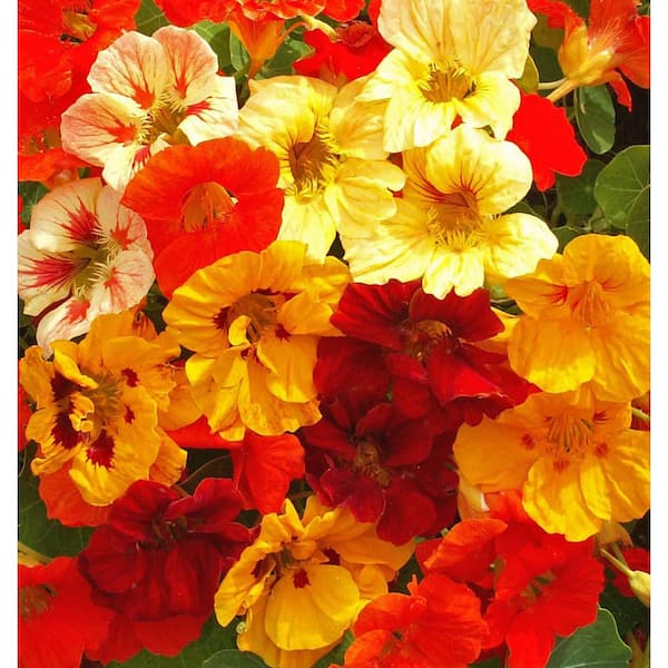 Organic Jewel Mix Nasturtium Seed