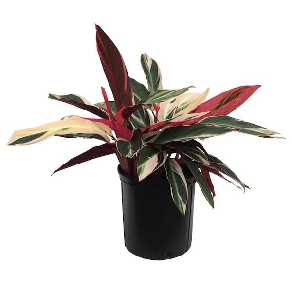 1.72 Gal. Triostar Stromanthe Indoor Tropical Houseplant (1-Pack)