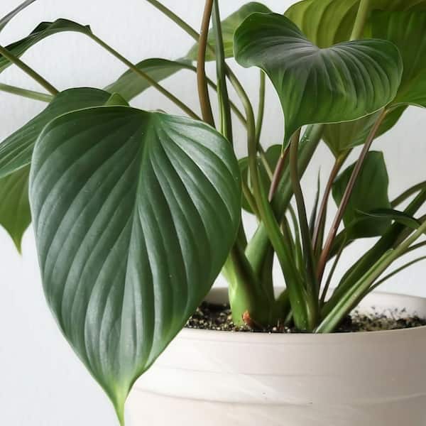 Homalomena HR6 【K0522-f3】 Homalomena HR6 【K0522-f3】 Homalomena HR6 【K0522-f3】 Homalomena