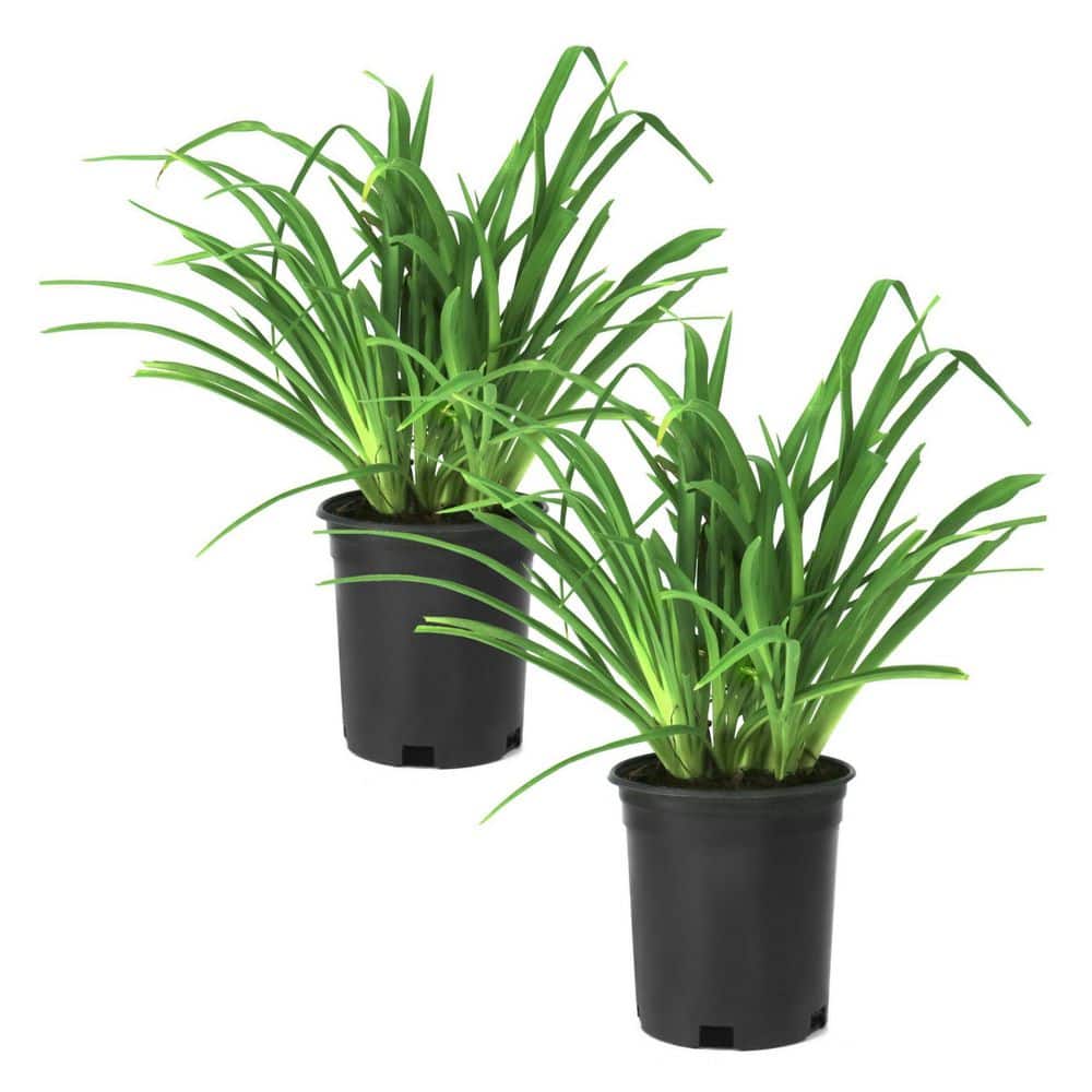 1 gal. Daylily Big Time Happy Perennial Plant (2-Pack) price history on PriceWatchPro