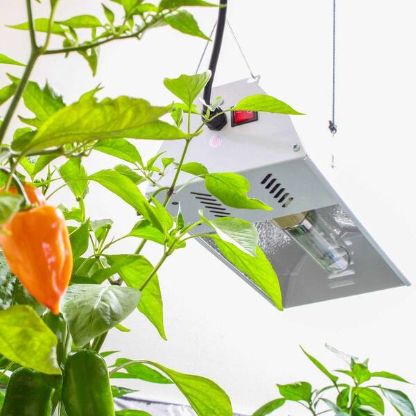 grow light timer home depot