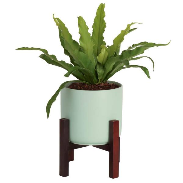 Costa Farms Bird's Nest Fern Plant in 6 in. White Mid Century Planter and Stand