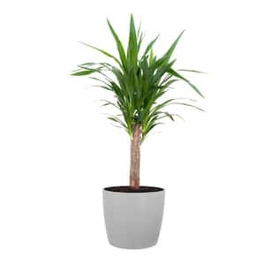 Yucca Cane Live Indoor Outdoor Plant in 10 inch Premium Sustainable Ecopots White Grey Pot with Removeable Drainage Plug