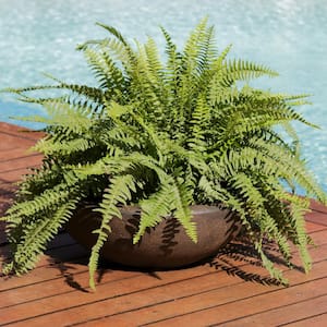 21 in. Sable Percival Poly Single Flower Pot Planter