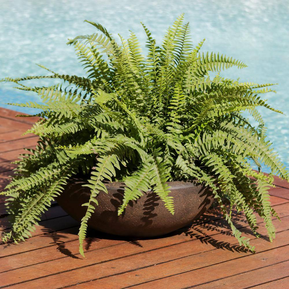 Percival 21" Sable Brown Polyresin Indoor/Outdoor Planter