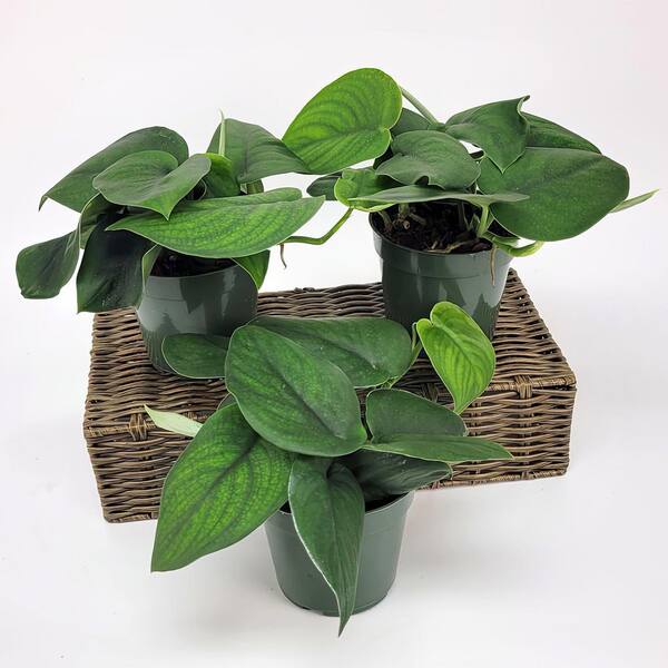 Pothos Scindapsus Pictus Epipremnum h15cm - Plantes d'intérieur La Pothos Scindapsus Pictus Epipremnum h15cm - Plantes d'intérieur La