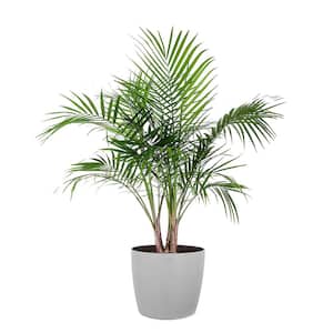 Majesty Palm Live Indoor Outdoor Plant in 10 inch Premium Sustainable Ecopots White Grey Pot