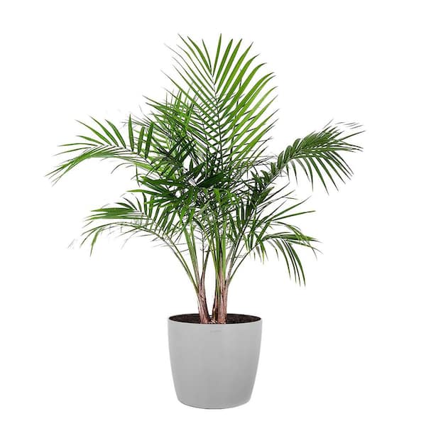United Nursery Majesty Palm Live Indoor Outdoor Plant in 10 inch Premium Sustainable Ecopots White Grey Pot