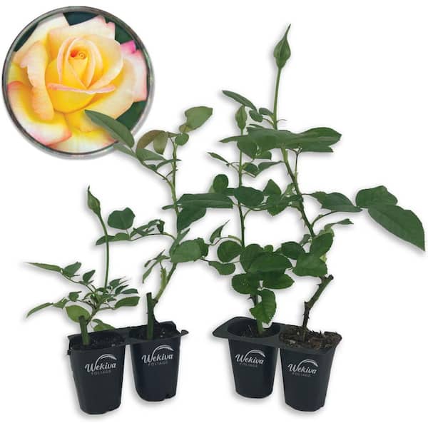 Wekiva Foliage Love and Peace Rose Bush-4 Live Starter Plants in 2 in. Pots-Beautifully Fragrant Heirloom Rose from Florida