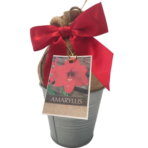 Daylily Nursery Red lion Amaryllis Tin Planting Kit