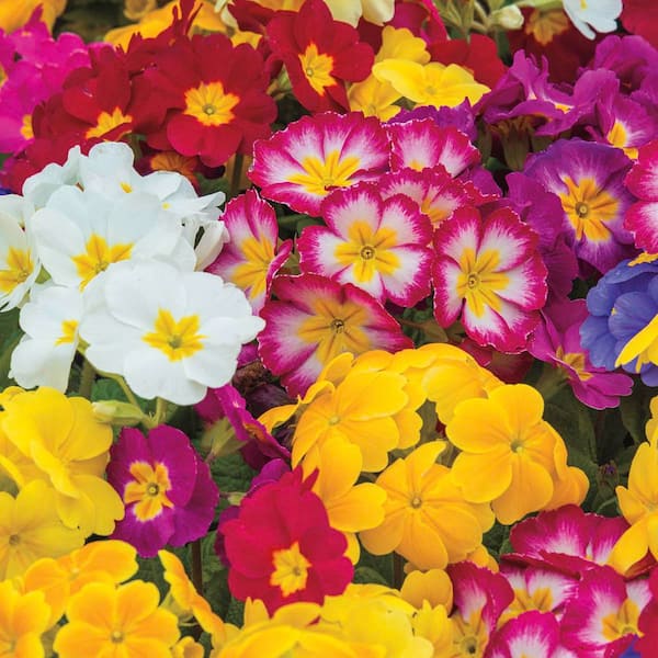 DIRECT GARDENING Gigantea Multi-Color Flowering Primrose Mixture Dormant Bare Root Perennial Starter Plant (1-Pack)