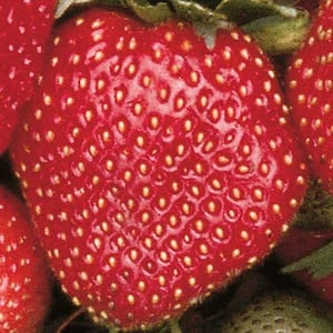 Sparkle Supreme Junebearing Bareroot Strawberry (25-Pack)