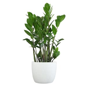 ZZ Plant (Zamioculcas Zamifolia) Live House Plant in 6 in. White Textured Ceramic Pot
