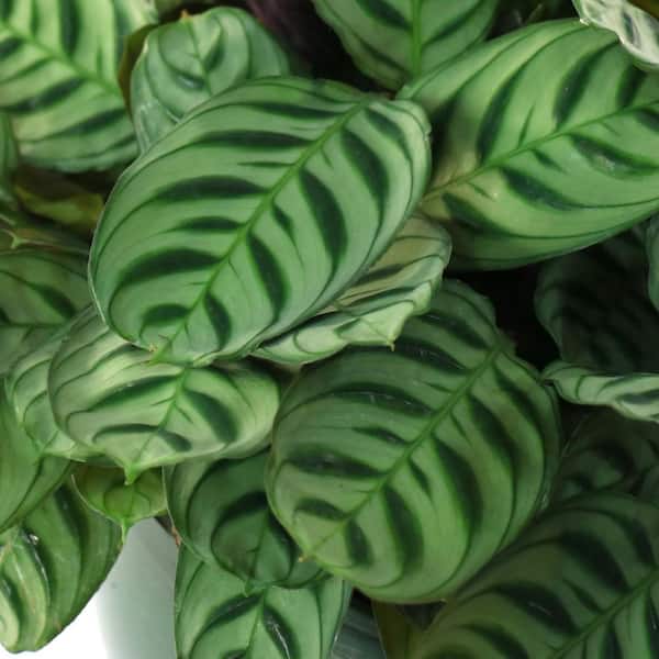 national PLANT NETWORK 4 in. Fishbone Prayer Plant Calathea Plant in Grower  Pot (4-Piece) HD7250 - The Home Depot