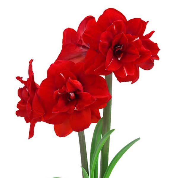 Breck's 4 in. Bulb Double King Amaryllis Dormant Red Flowering (1-Pack)