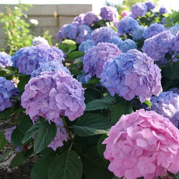 PROVEN WINNERS 2 Gal. Let's Dance Skyview Hydrangea Shrub in