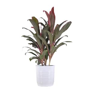Red Sister Cordyline Florida Ti Plant Live Indoor Outdoor Houseplant 10 inch White Decor Pot