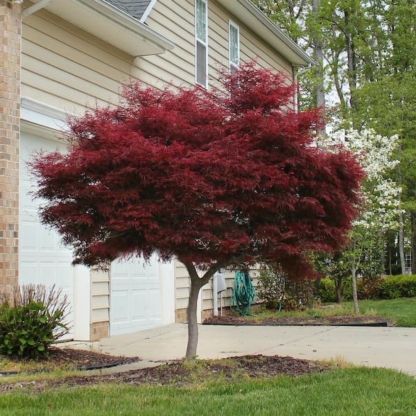 Online Orchards 1 Bloodgood Maple Tree - Dark Red Leaves, Cold Bright Fall SBAP001 - The Home Depot