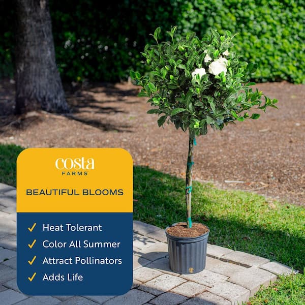 Costa Farms Gardenia Outdoor Plant in 10 in. Grower Pot, Avg. Shipping  Height 5 ft. Tall L-GPF-G-POT-01