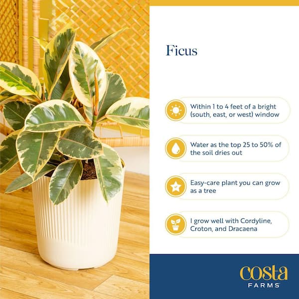 Costa Farms Fiddle Leaf Fig Indoor Plant in 10 in. Decor Pot, Avg. Shipping Height 1-2 ft. Tall