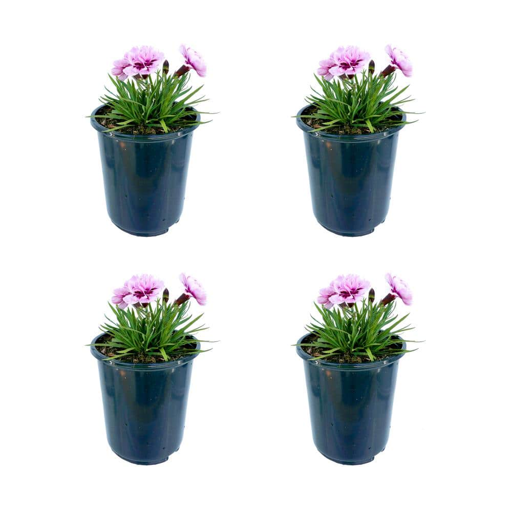 Perennial Carnation Amy 2.5 qt. (4-Pack)
