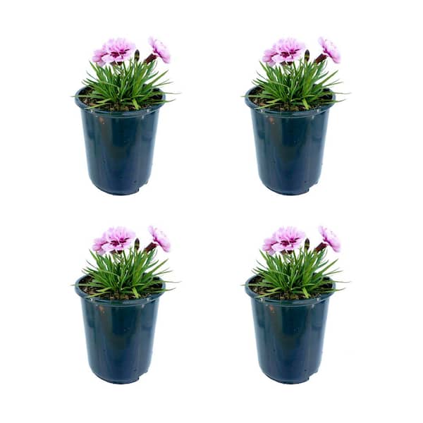 Unbranded Perennial Carnation Amy 2.5 qt. (4-Pack)