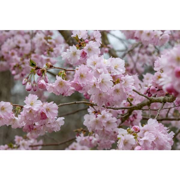 Online Orchards 2-in-1 Cherry Blossom Twist Tree with Two