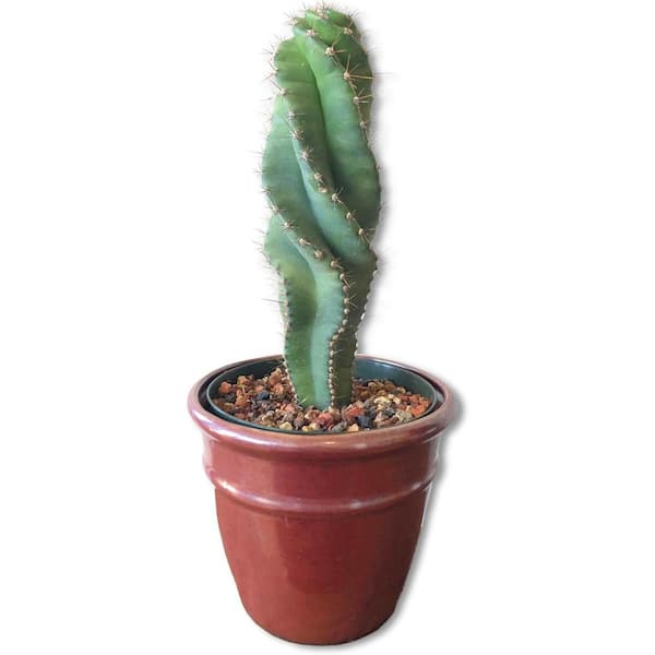 Wekiva Foliage Spiral Cactus-Live Plant in a 6 Inch Pot-Cereus Forbesii-Beautiful Indoor Outdoor Cacti Succulent Houseplant