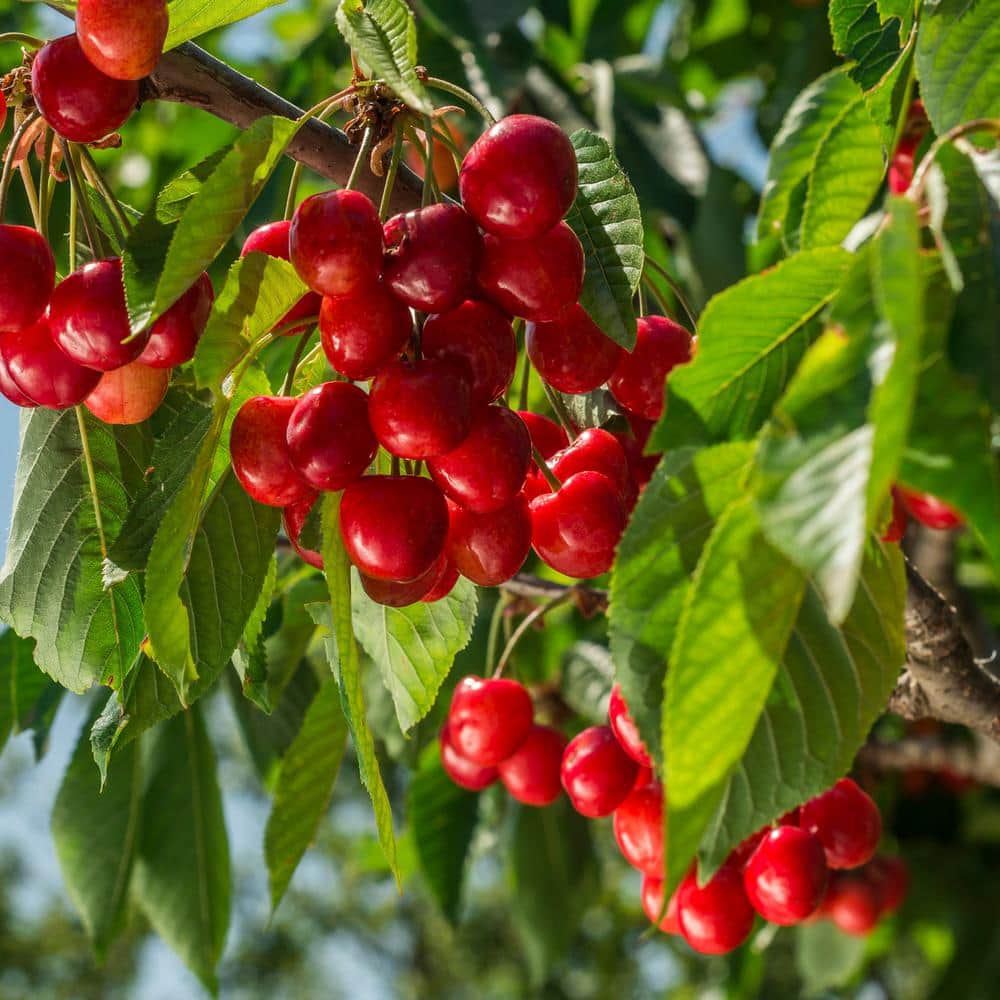 national PLANT NETWORK Bareroot Stella Deciduous Cherry Tree