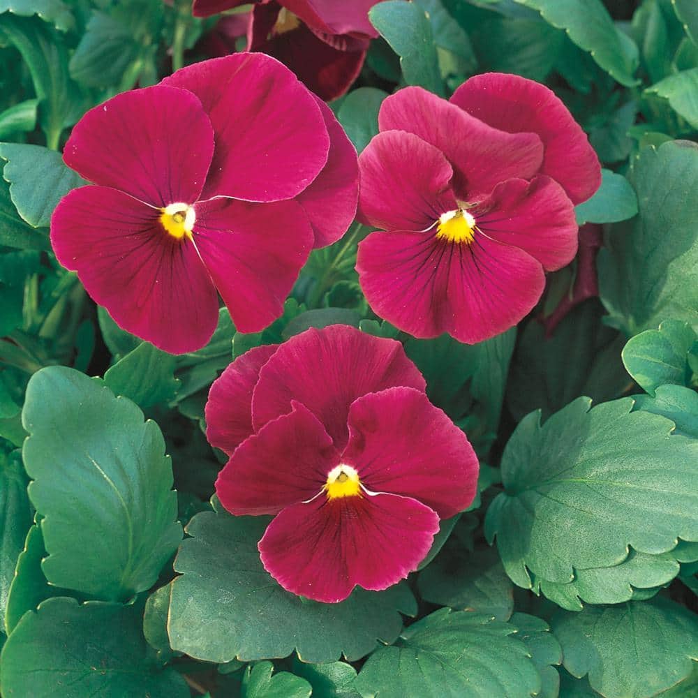 1 Gal. Rose Pansy Plant 9393 - The Home Depot