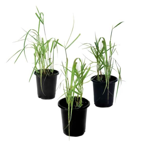 4 in. Heavy Metal Panicum Virgatum Switch Grass (3-Pack)