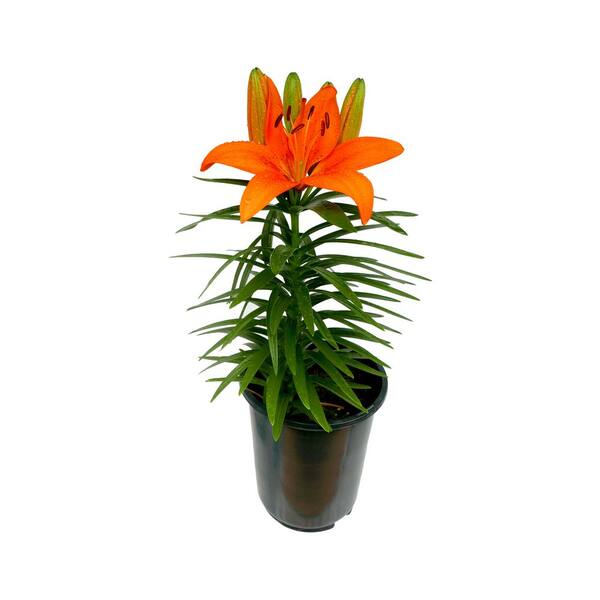 Lily‼️ Perennial Asiatic Lily Orange 2.5 Qt. 1432 - The Home Depot