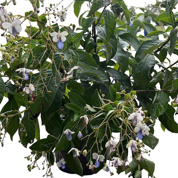 3 Gal. Blue Butterfly Bush Clerodendrum Shrub with Violet Flowers