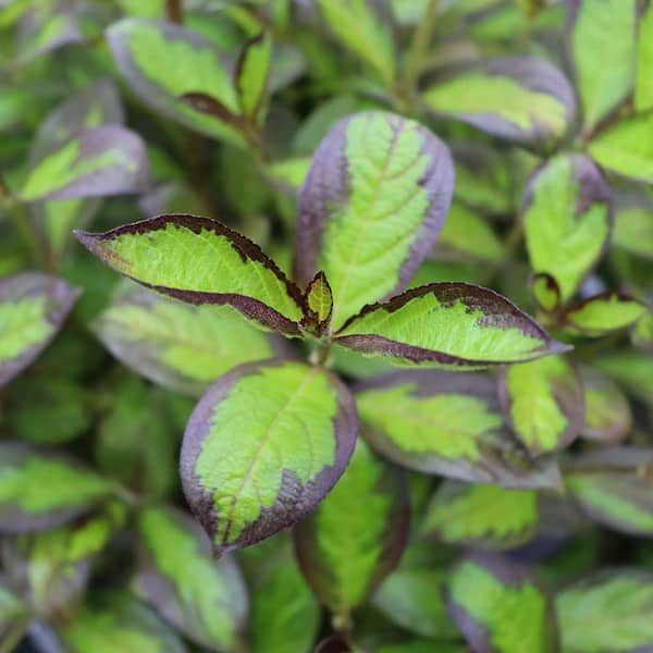 PROVEN WINNERS 4.5 in. Quart, Vinho Verde (Weigela), Live Plant, Shrub, Red Flowers and Variegated Foliage