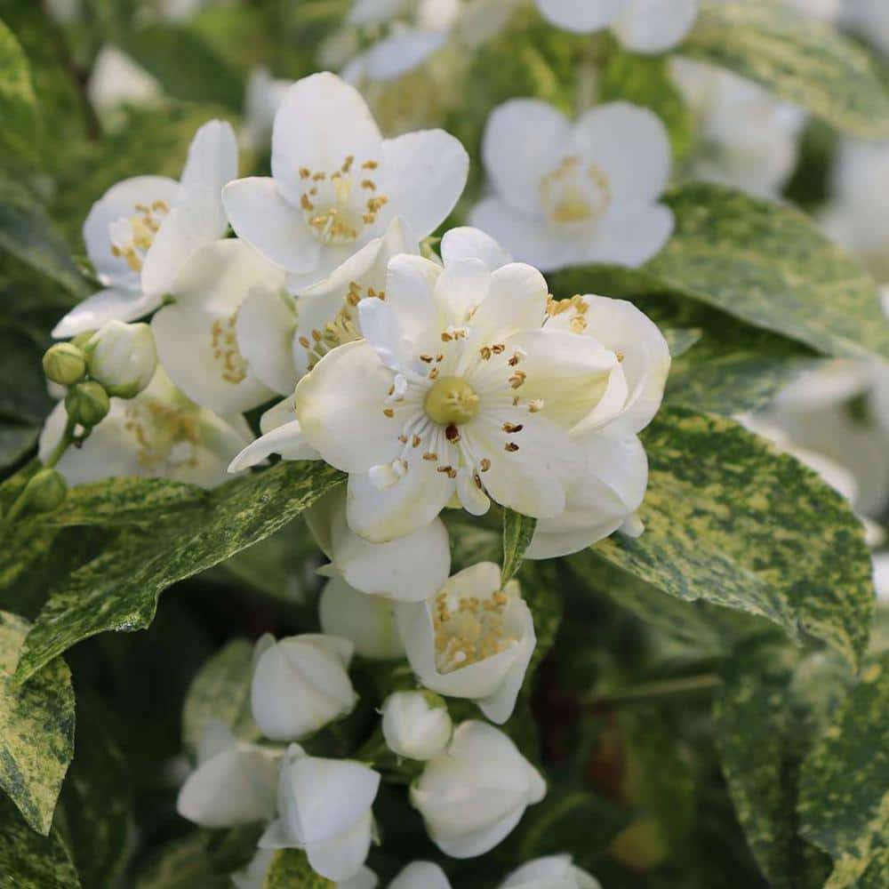 1 Gal. Illuminati Sparks (Philadelphus), Live Plants, Shrub, White Flowers price history on PriceWatchPro