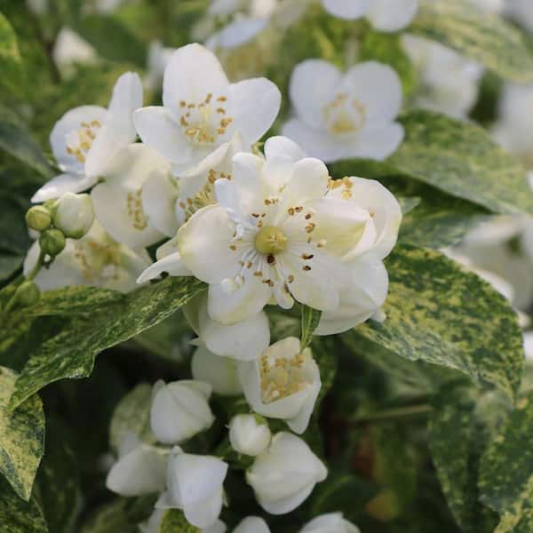 PROVEN WINNERS 4.5 in. Quart, Illuminati Sparks (Philadelphus), Live Plants, Shrub, White Flowers