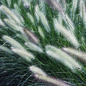 Ornamental Grass Giant Fountain One 3.25 in. Dormant Potted Plant
