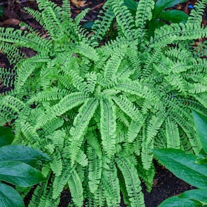 2.50 Qt. Pot, Northern Maidenhair Fern Potted Perennial Plant (1-Pack)