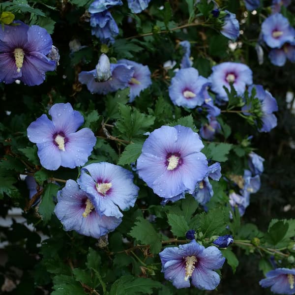 PROVEN WINNERS 4.5 in. Qt. Azurri Blue Satin Rose of Sharon