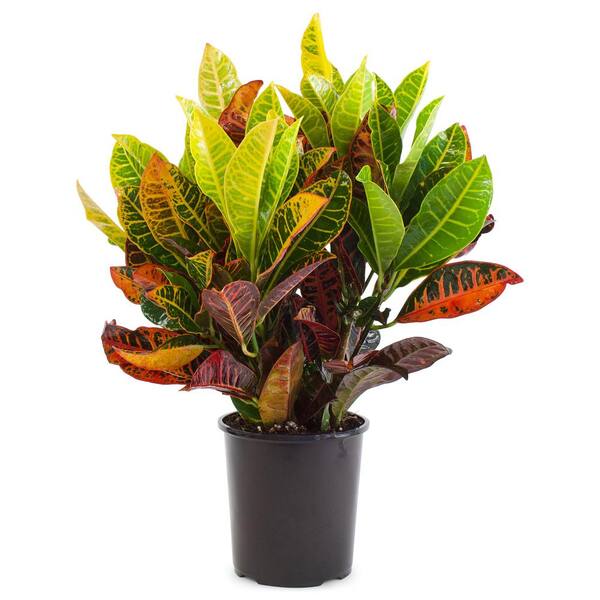 Pure Beauty Farms 2.5 Qt. Croton Petra Shrub Plant in 6.33 In. Grower's Pot