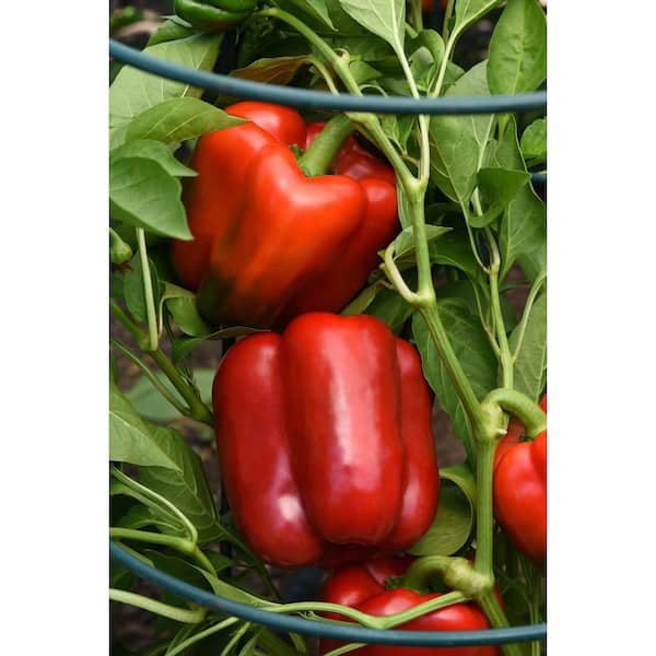 Burpee 3.5 in. Burpee Peppers Potted Red Standard II FG00095016