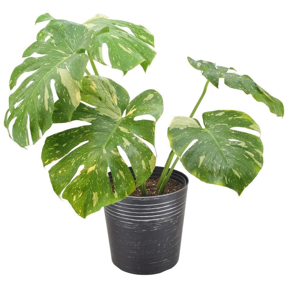 Thai Constellation on sale Monstera-10-1010