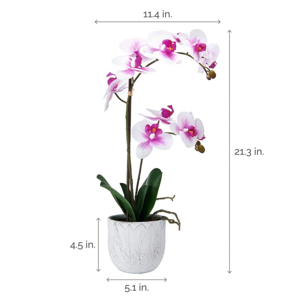 22-Inch White and Fuchsia Orchid in Embossed Plastic Pot