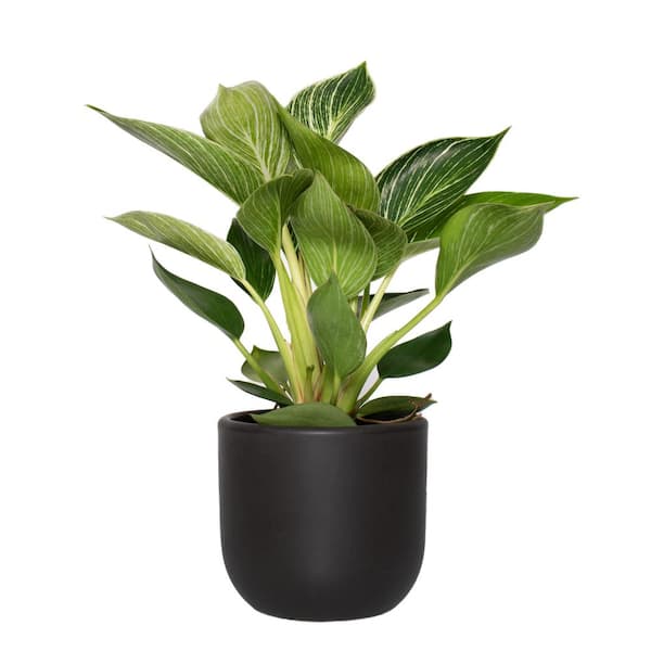 national PLANT NETWORK 5 in. Black Bowl Planter with a 4 in. Philodendron Birkin Plant (1-Piece)