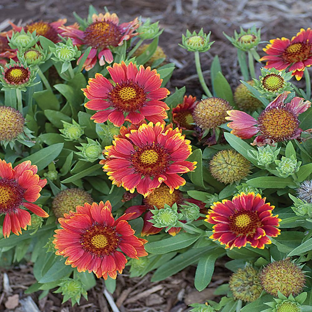 METROLINA GREENHOUSES 2.5 Qt. Spintop Yellow Halo Blanket Flowers